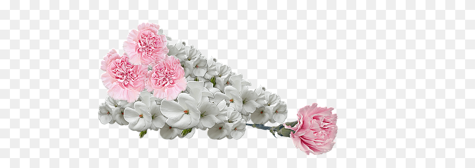Flowers Carnation, Flower, Flower Arrangement, Flower Bouquet Free Png