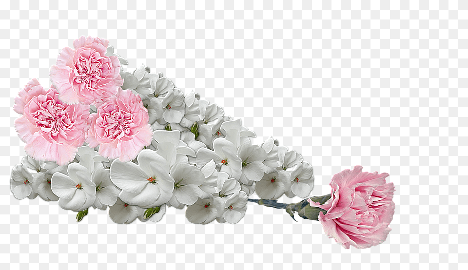 Flowers Carnation, Flower, Geranium, Plant Png Image