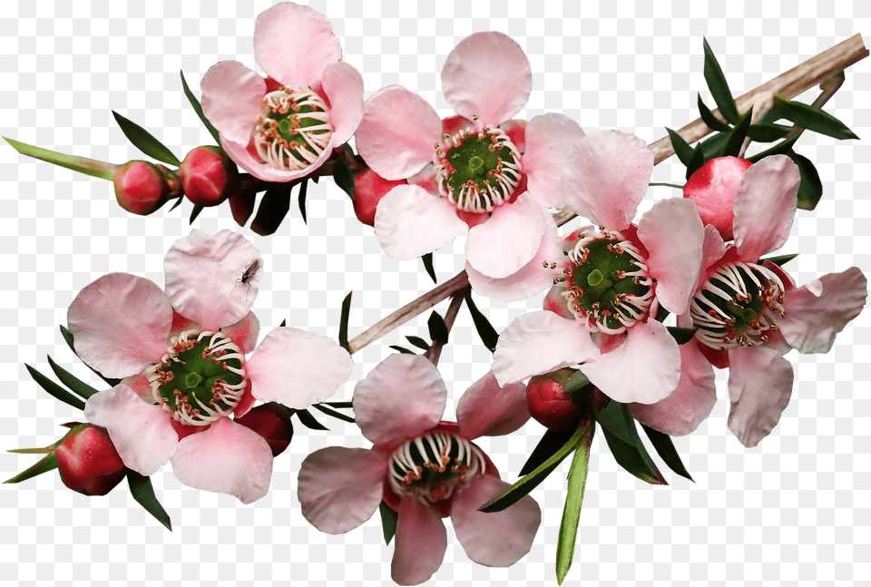 Flowers, Flower, Geranium, Petal, Plant Png Image