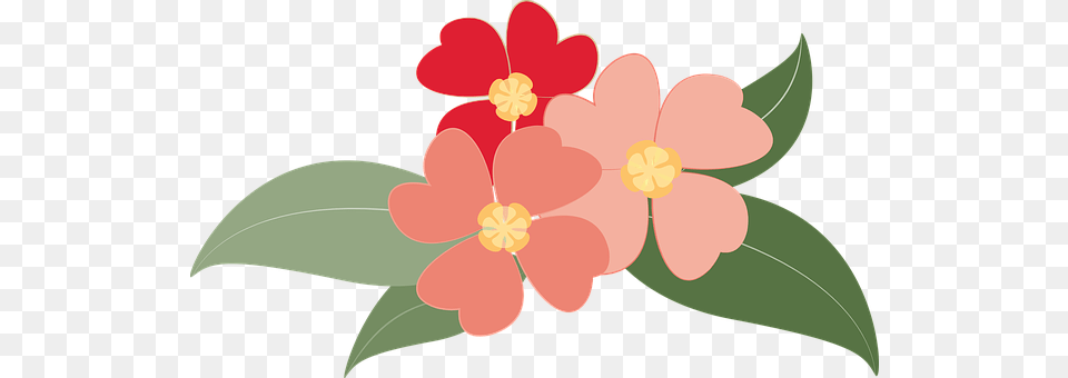 Flowers Anemone, Flower, Petal, Plant Free Png