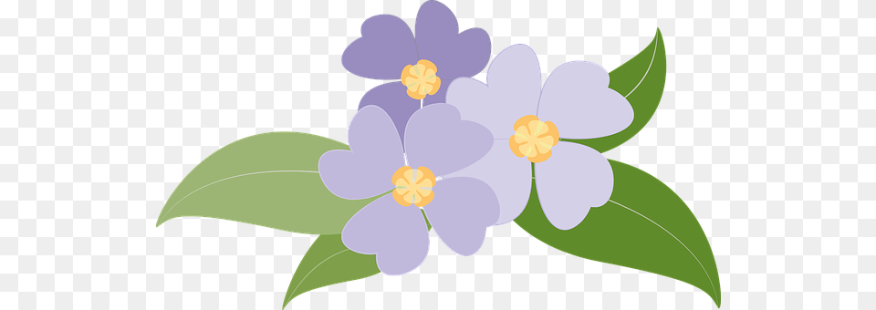 Flowers Anemone, Flower, Plant, Petal Free Png Download