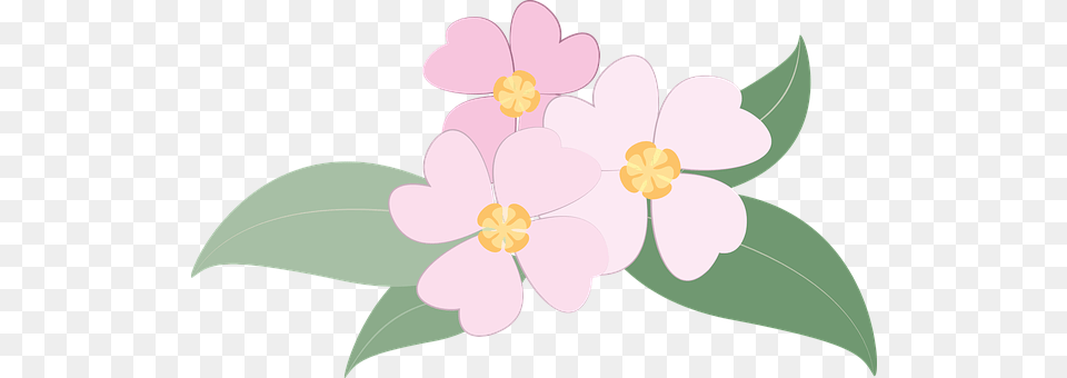 Flowers Anemone, Flower, Petal, Plant Free Png Download