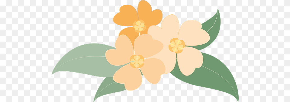 Flowers Anemone, Plant, Flower, Anther Png