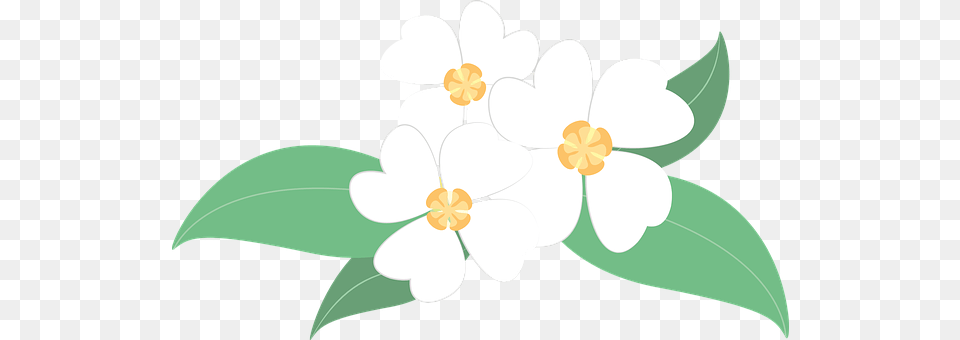 Flowers Anemone, Flower, Plant, Anther Free Png Download