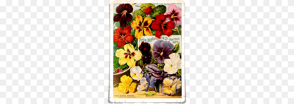 Flowers Flower, Plant, Petal Png