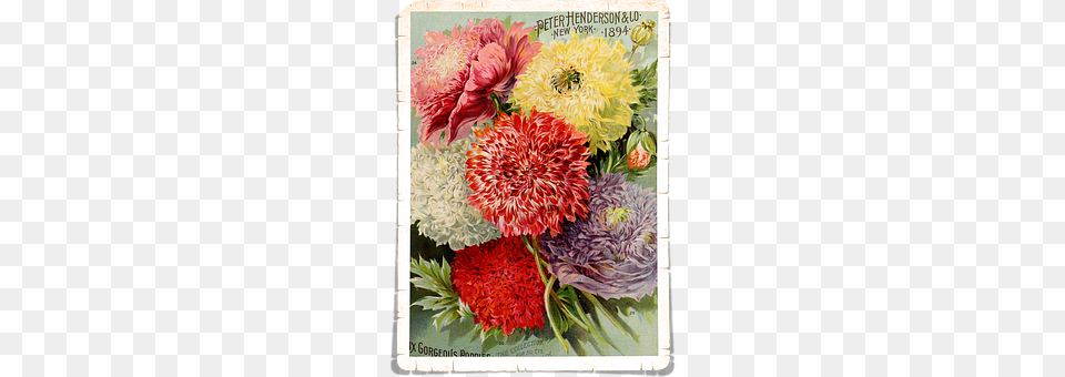 Flowers Art, Dahlia, Floral Design, Flower Png Image