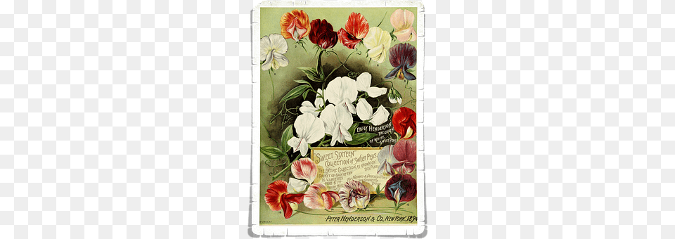 Flowers Art, Petal, Pattern, Mail Png Image