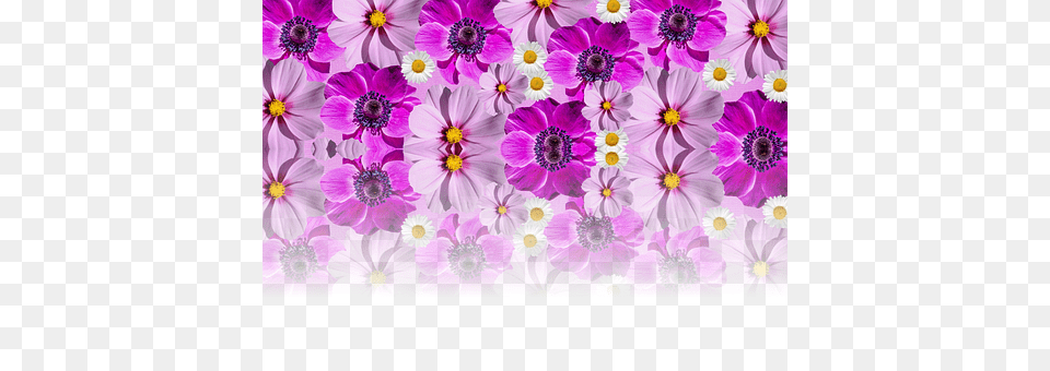 Flowers Purple, Art, Plant, Daisy Png Image