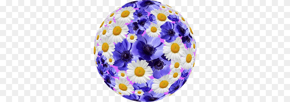 Flowers Daisy, Flower, Plant, Sphere Png Image