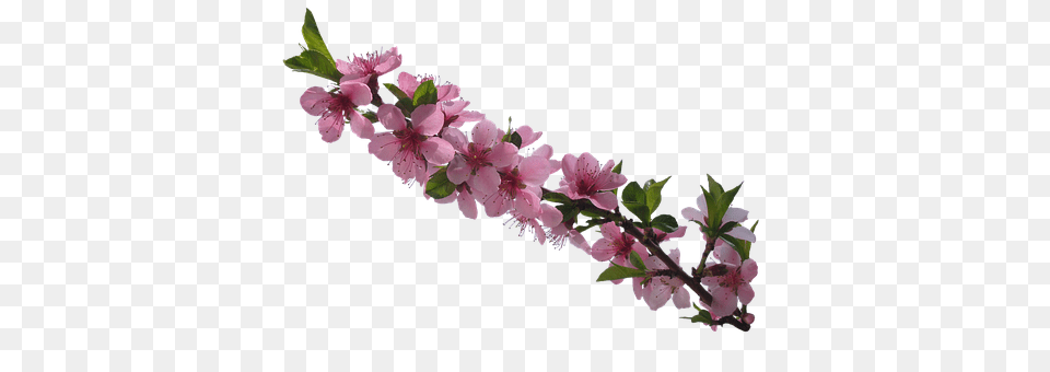 Flowers Flower, Plant, Cherry Blossom, Geranium Png