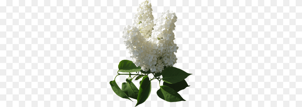 Flowers Flower, Plant, Lilac, Adult Png Image