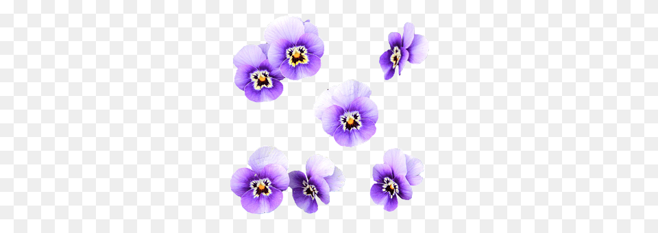 Flowers Flower, Plant, Anemone, Pansy Png Image