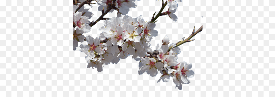 Flowers Flower, Plant, Cherry Blossom, Person Free Transparent Png