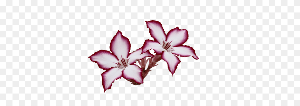 Flowers Flower, Geranium, Petal, Plant Png Image