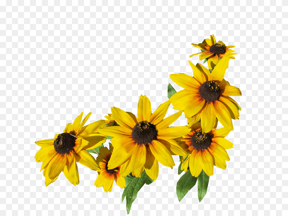Flowers Daisy, Flower, Plant, Petal Free Transparent Png
