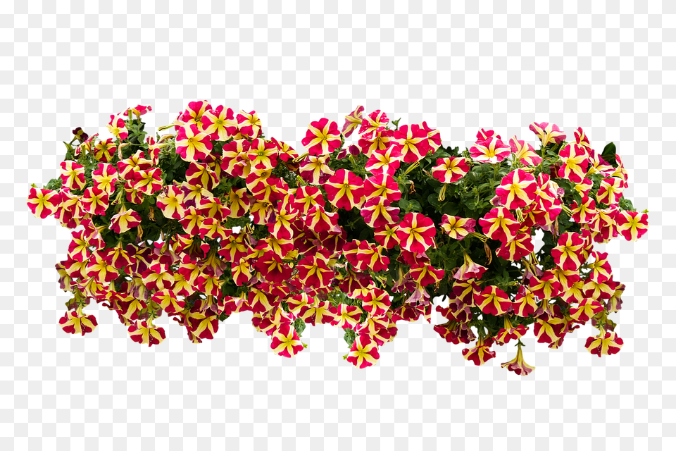 Flowers Flower, Flower Arrangement, Flower Bouquet, Geranium Free Png