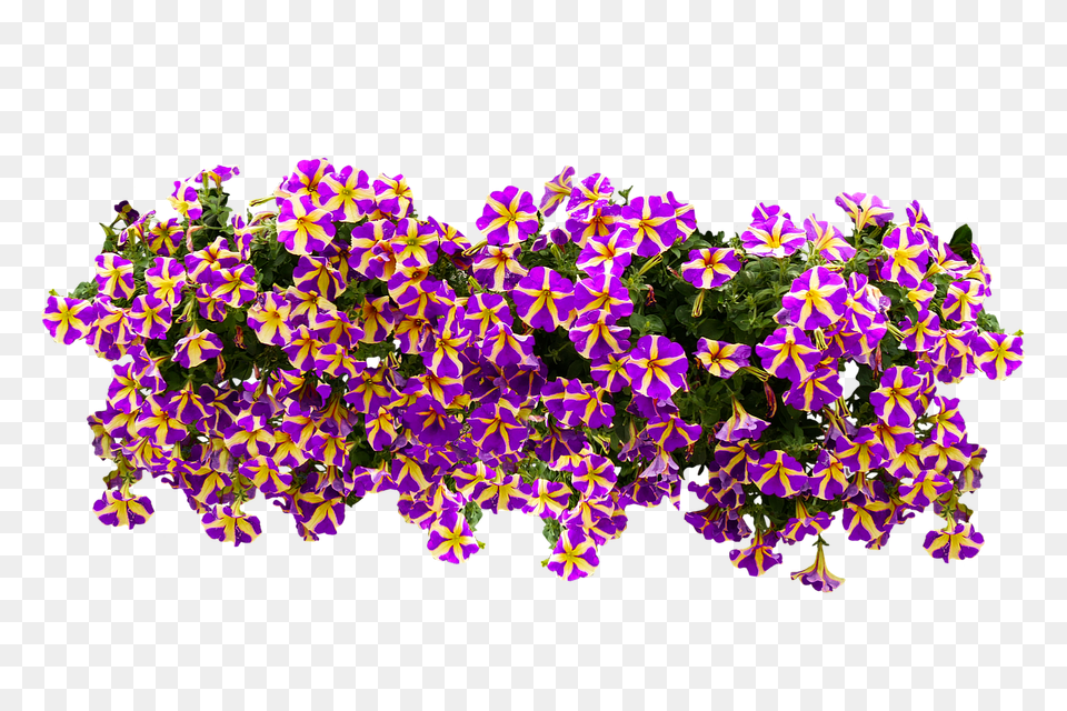 Flowers Flower, Flower Arrangement, Geranium, Plant Png Image