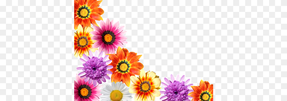 Flowers Daisy, Flower, Plant, Dahlia Free Transparent Png