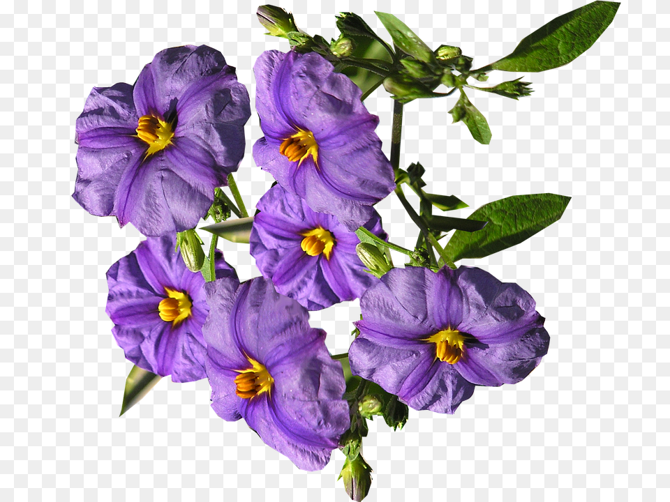 Flowers Flower, Geranium, Plant, Acanthaceae Png