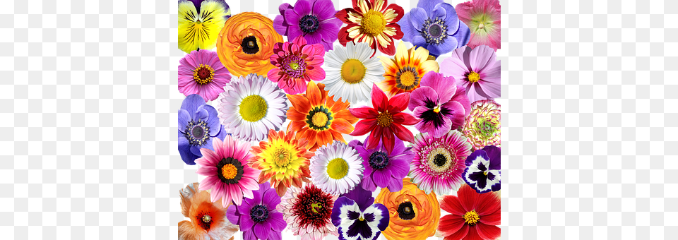 Flowers Anemone, Daisy, Flower, Plant Free Png Download