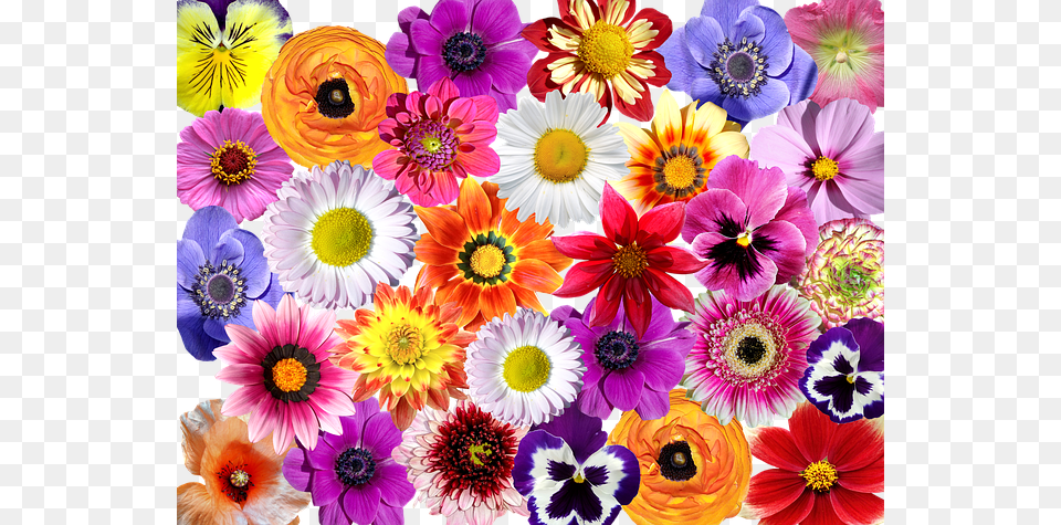 Flowers Anemone, Daisy, Flower, Plant Png Image