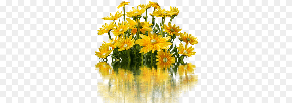 Flowers Daisy, Flower, Flower Arrangement, Flower Bouquet Free Png