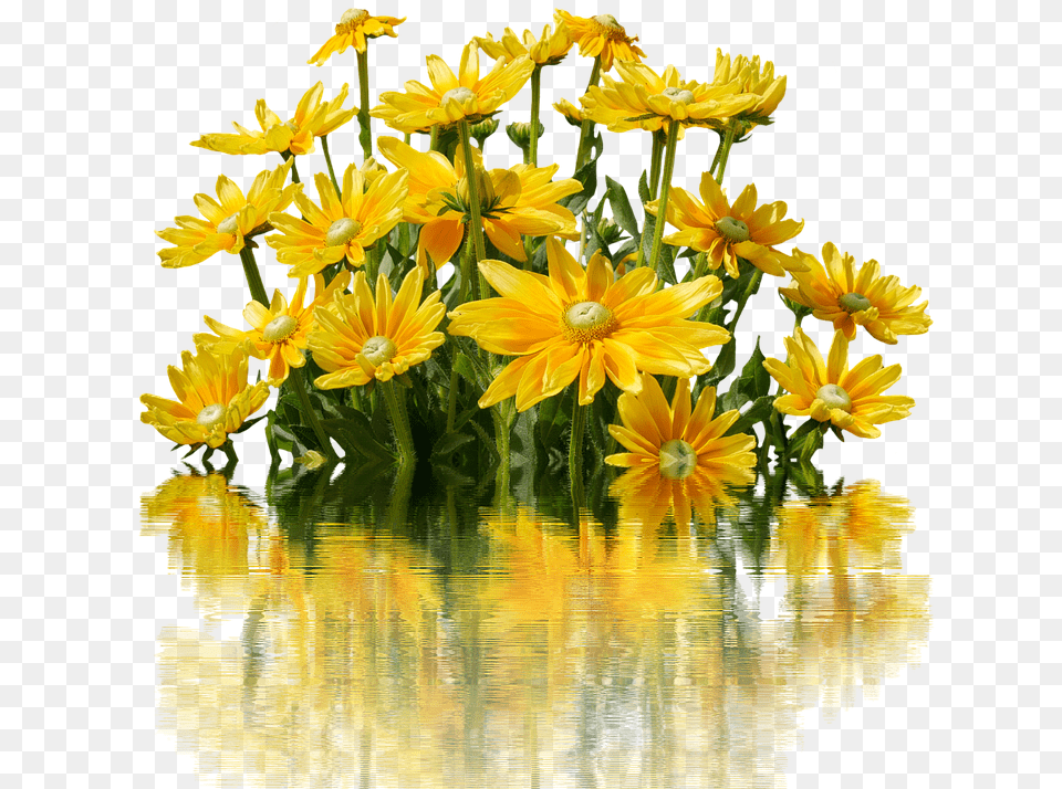Flowers Daisy, Flower, Flower Arrangement, Flower Bouquet Free Transparent Png