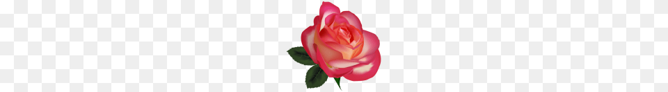 Flowers, Flower, Plant, Rose, Petal Png