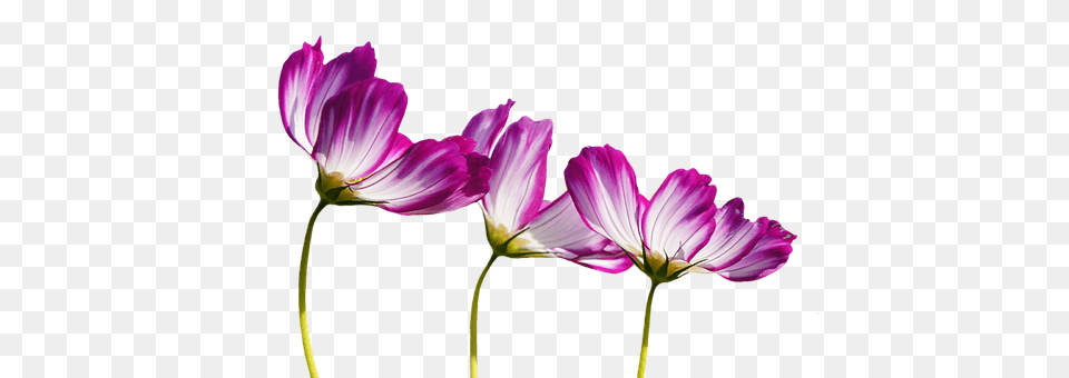 Flowers Daisy, Flower, Geranium, Petal Free Png