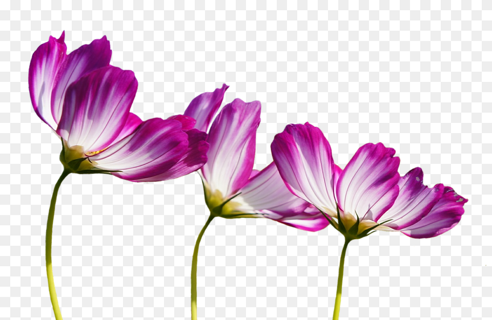 Flowers Daisy, Flower, Geranium, Petal Free Transparent Png