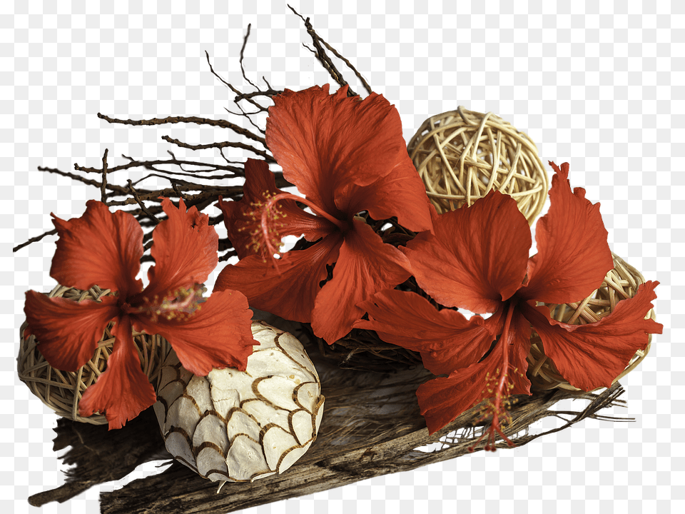 Flowers Flower, Flower Arrangement, Plant, Hibiscus Png Image