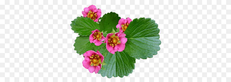 Flowers Flower, Geranium, Leaf, Plant Png Image
