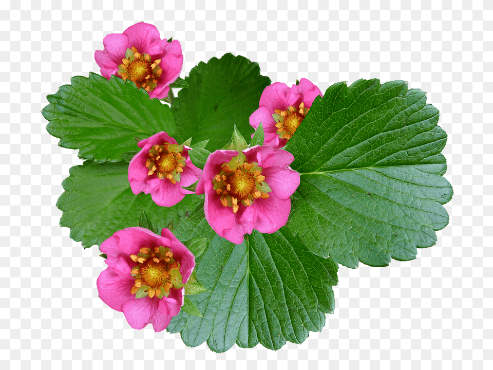 Flowers Flower, Geranium, Leaf, Plant Png Image