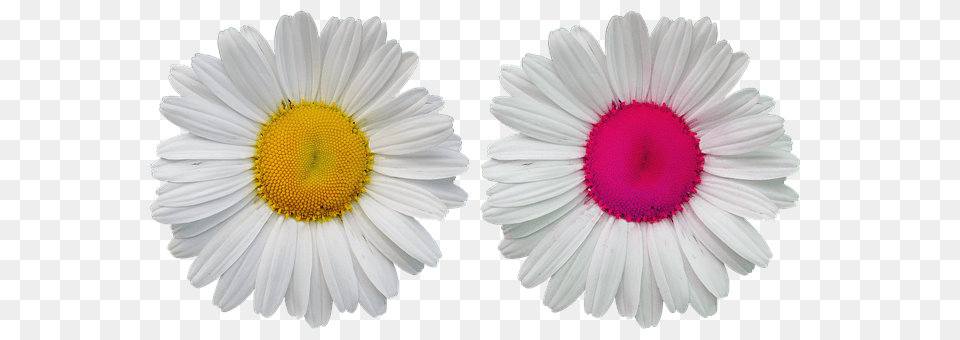 Flowers Daisy, Flower, Plant, Petal Png Image
