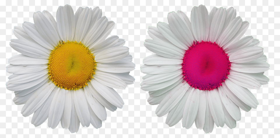 Flowers Daisy, Flower, Plant, Petal Png