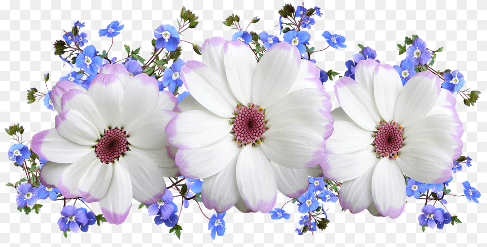 Flowers Anemone, Plant, Daisy, Flower Free Png