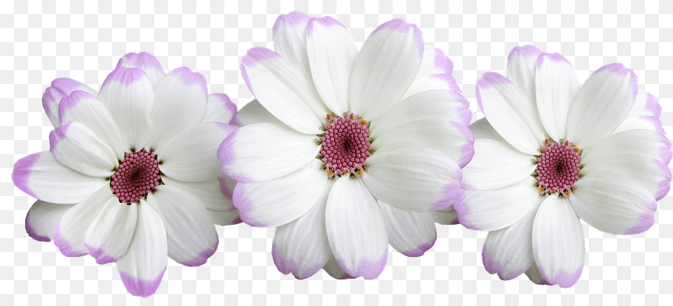 Flowers Anemone, Anther, Dahlia, Daisy Png