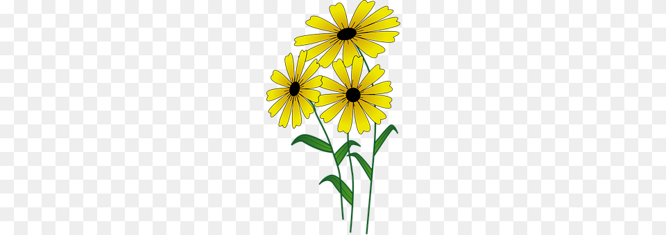 Flowers Daisy, Flower, Plant, Petal Png