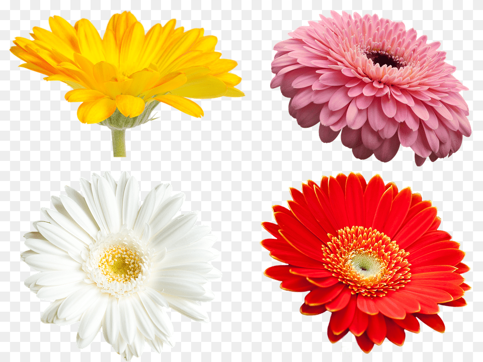 Flowers Dahlia, Daisy, Flower, Petal Free Png Download
