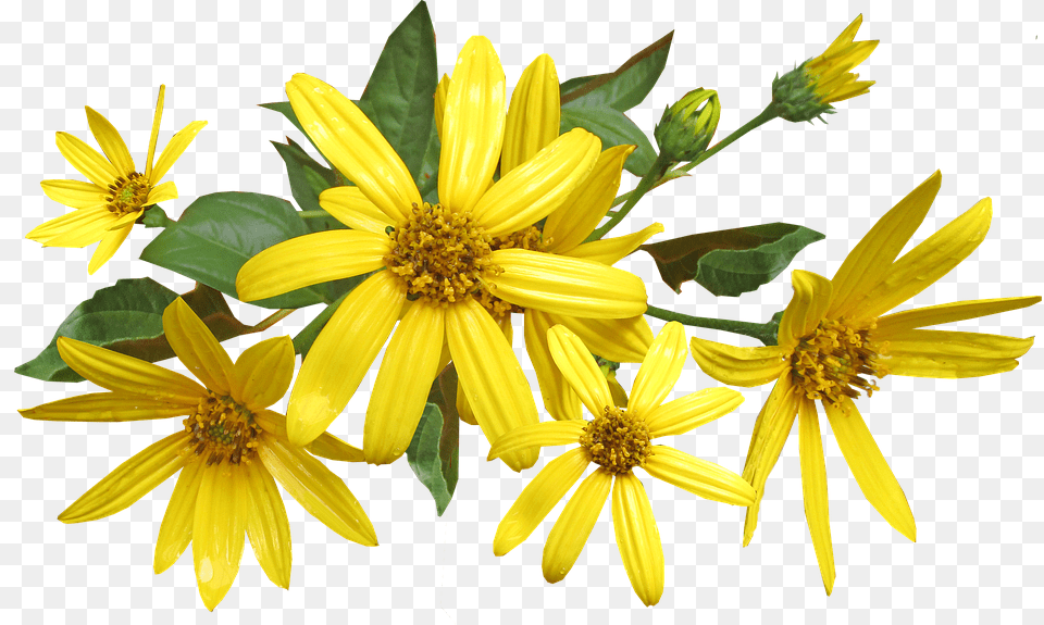 Flowers Daisy, Flower, Plant, Pollen Png