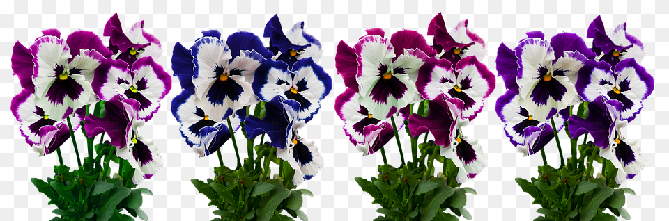 Flowers Flower, Iris, Plant, Purple Free Png