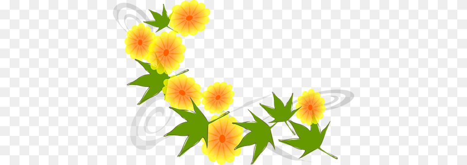 Flowers Flower, Plant, Daisy, Petal Png Image