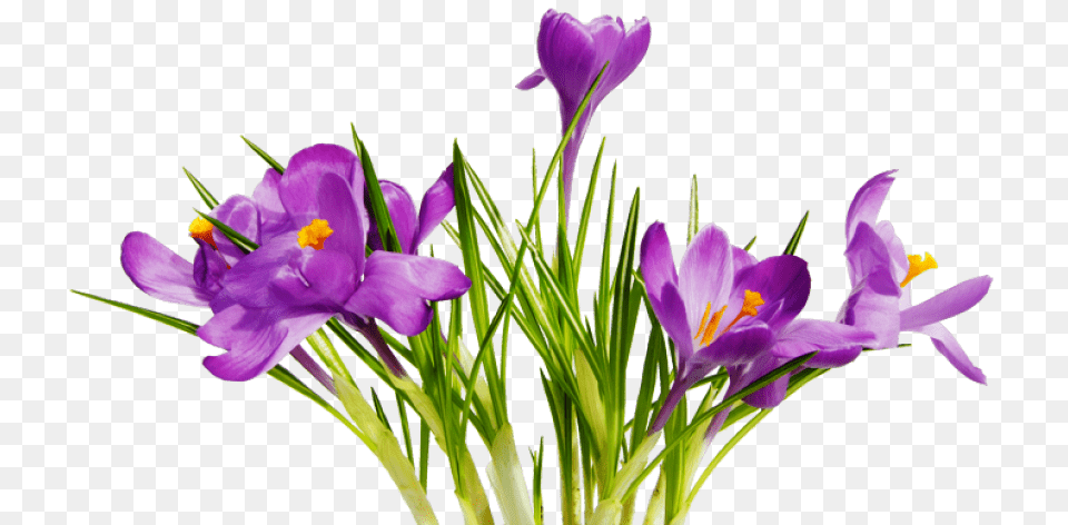 Flowers, Flower, Plant, Iris, Anther Free Transparent Png