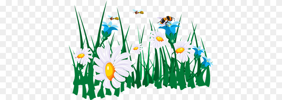 Flowers Daisy, Flower, Plant Free Png