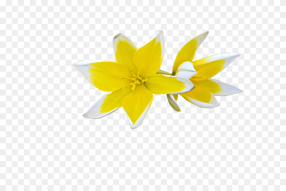 Flowers Clip, Daffodil, Flower, Plant, Petal Free Png