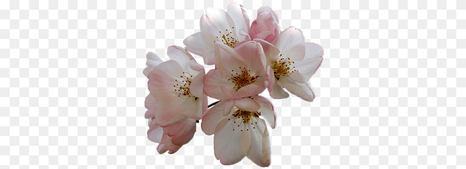 Flowers Almond Tree White On Pixabay Fiori Di Mandorlo, Flower, Plant, Anther, Cherry Blossom Png Image