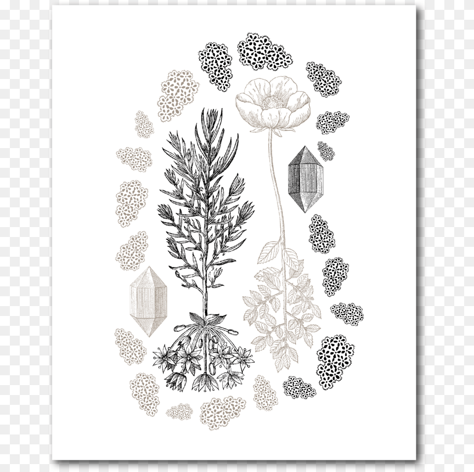 Flowers Amp Lace, Art, Drawing, Pattern, Plant Png Image