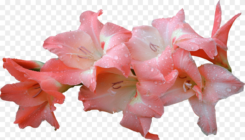 Flowers Amp Leafs Gladiolus Flower Pink, Plant, Rose, Geranium, Petal Png Image