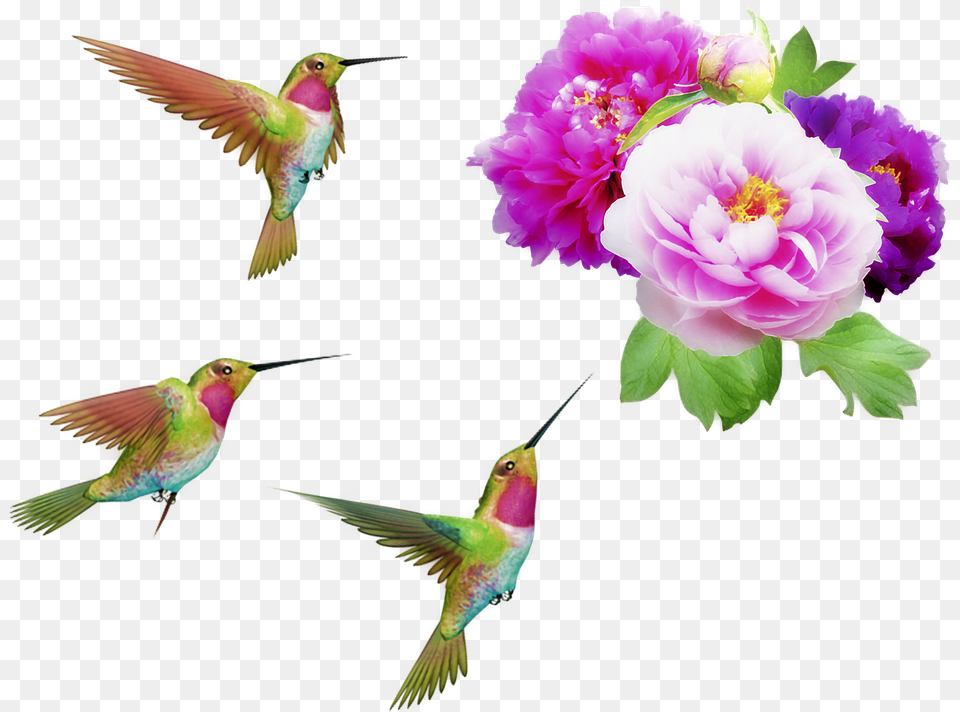 Flowers And Hummingbirds Orton Effect Peonies, Animal, Bird, Flower, Plant Png
