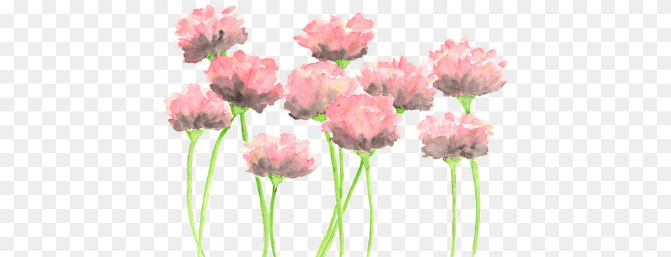 Flowers And Image Watercolor Pink Flowers, Carnation, Flower, Petal, Plant Png